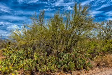 Landscape of large saguaro cactus plants on hillside in Saguaro National Park