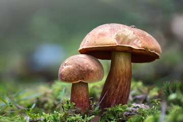 Flockenstieliger Hexen Röhrling Pilz © Katharina