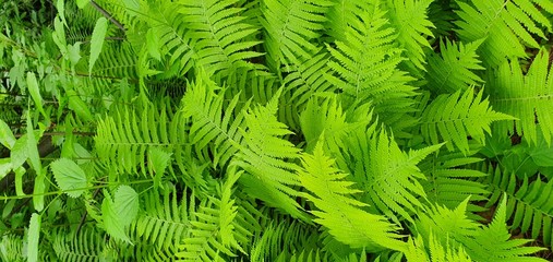 Fern with green leaves on natural background