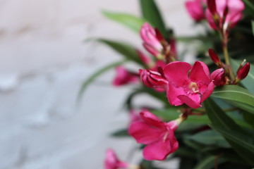 Fototapeta na wymiar Rosafarbende Blumen vor weißem Hintergrund