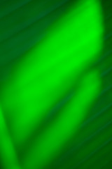 Abstract floral blurred background. Tropical palm leave backdrop