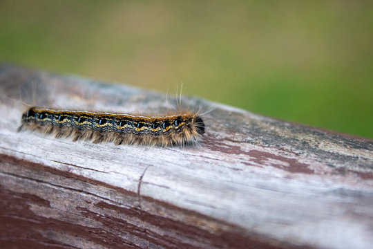 Macro Shot Of Fuzzy Caterpillar