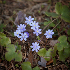Closeup of beautiful snowdrops growing in a forest. Top view of the first spring flowers. The beginning of spring in the forest. Wildflowers. The concept of spring.