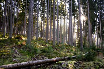 Pfälzer Wald und Donnersberg