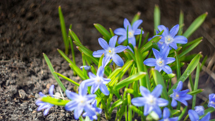 proleski blue spring early flowers