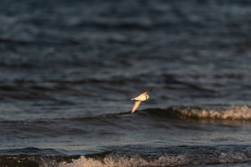 Piping Plover flying over beach break