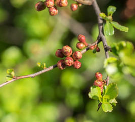 Branch of Japanese quince close-up with pink buds in spring.