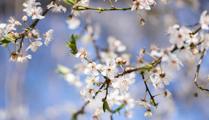 A branch with white flowers of cherry plum close-up in April.