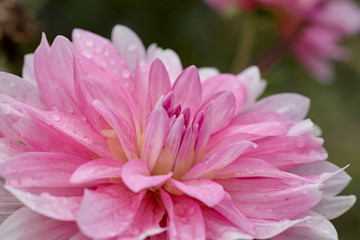 Close-up of a pink petal flower named Dalia.