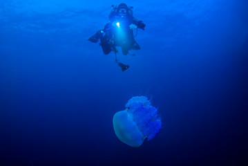 A scuba diver is observing a jellyfish in the water