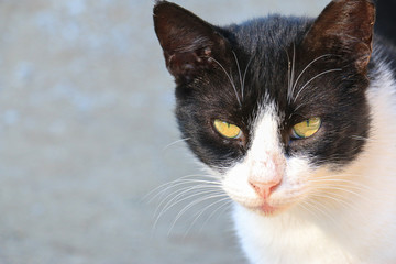 Emotional cats from the Greek islands