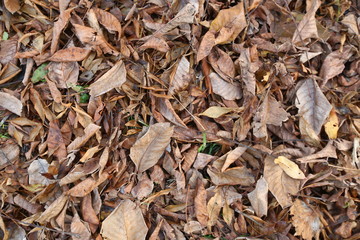 Background of colorful autumn leaves on forest floor . Abstract autumn leaves in autumn suitable as background . Autumn leaves on a meadow . Yellow leaves on the floor .