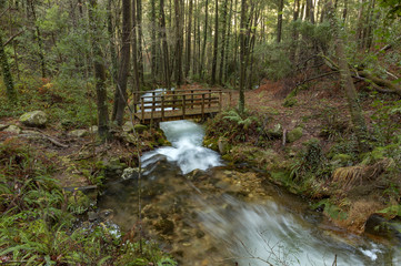 Forest path that runs parallel to the river da Fraga, in the town of Moaña, Galicia, Spain.