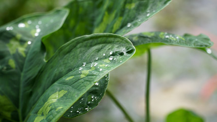 Green ornamental Taro leaf with water drops