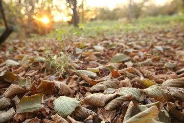 Background of colorful autumn leaves on forest floor . Abstract autumn leaves in autumn suitable as background . Autumn leaves on a meadow . Yellow leaves on the floor .