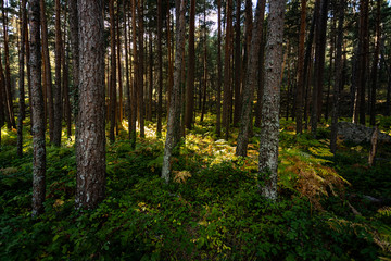 Fototapeta na wymiar Sun ray in the forest