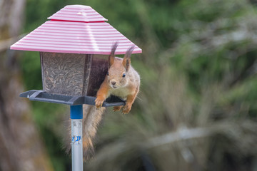 a squirrel eats seeds on a bird board

