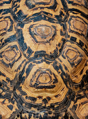 Leopard Tortoise shell