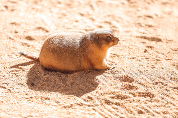 Prairie dog (Cynomys) sitting in the sun