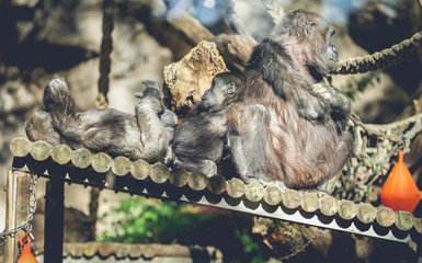 Barcelona Zoo, Barcelona Spain April 20, 2017 - Group of Gorillas sitting in the sun resting and...