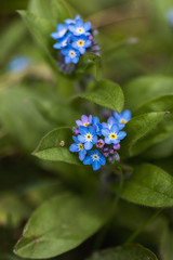 A Macro of Some Forget Me Not Blue Flowers in The Countryside