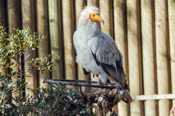 The Egyptian vulture at conservation center perched on branch resting at sunrise