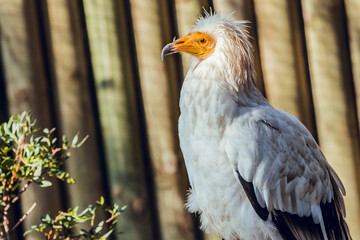 Close up of Egyptian vulture at conservation center perched on branch resting at sunrise