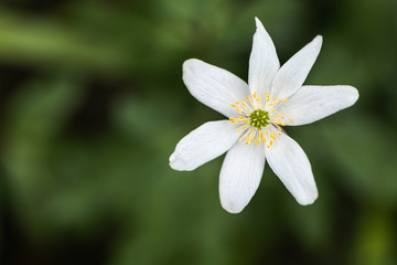 Obraz na płótnie Canvas A Macro of a White Petal Flower in the Countryside