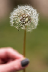 A Macro of a Dandelion Clock Flower Being Held by A Female Hand
