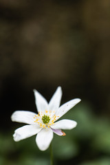 A Macro of a White Petal Flower in the Countryside