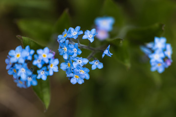 A Macro of Some Forget Me Not Blue Flowers in The Countryside