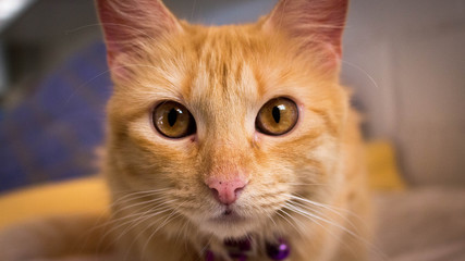 close up portrait of a cat