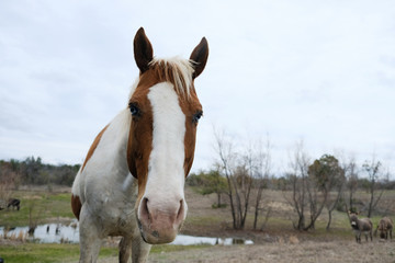 Naklejka premium Curious and nosy paint horse mare close up with copy space on background. Equine farm animal in pasture.