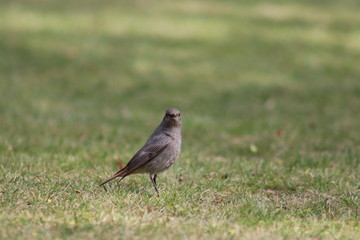 Vogel auf Wiese mit frontalem Blick