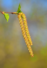Birke Frühling Blühen Heuschnupfen