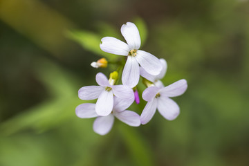 A Macro of a Bunch of White Petal Flowers in the Countryside