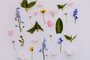 Wild flowers and leaves on an off-white background flat lay style
