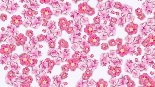 Flower blooming, opening its blossom. Dynamic and bright pattern. Valentine Day, Mother Day animated template with copy space. Wonderful nature