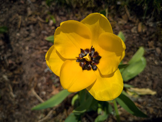 Obraz premium yellow tulip spring in Germany