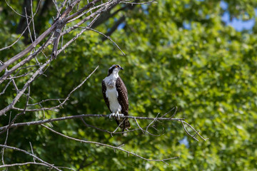 Osprey perched on a dead tree limb. 
