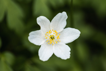 Obraz na płótnie Canvas A Macro of a White Petal Flower in the Countryside
