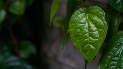 green betel (ranup, sirih) leaves in the rain