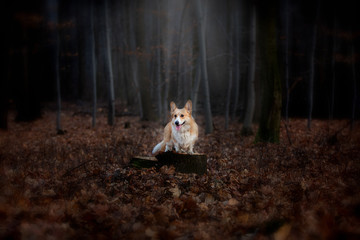 Naklejka na ściany i meble A Welsh Corgi Pembroke dog stands on a pin in the middle of the forest, illuminated by a ray of incident light