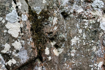 white and green moss on the stone