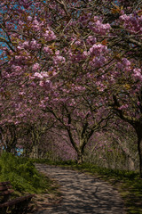 A Pink Cherry Blossom Tree in A public Park Beside A Footpath