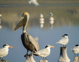 Pelicano en galerazamba