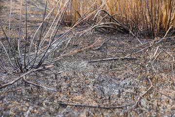 scorched grass on the field after a forest fire