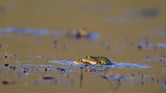 Green Marsh Frog (Pelophylax ridibundus) croaking on a beautiful light