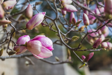 Blooming naked branches of pink magnolia tree. Magnolia flowers on a background of green foliage of a tropical orange garden and blue sky. Close up