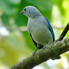 Tangara azulada